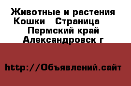 Животные и растения Кошки - Страница 2 . Пермский край,Александровск г.